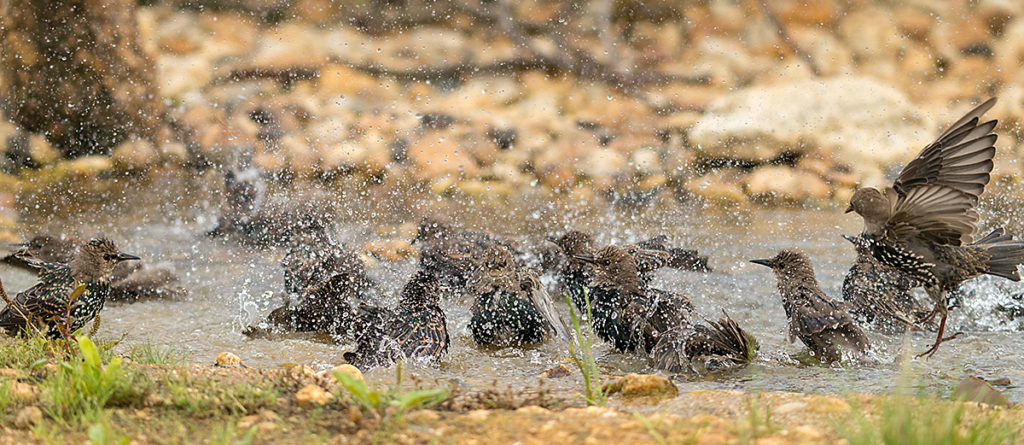 Star; Starling; Sturnus vulgaris; bad; bathe; bird bath; birds; passeri; singvögel; songbirds; tränke; vogelbad; vögel; watering place