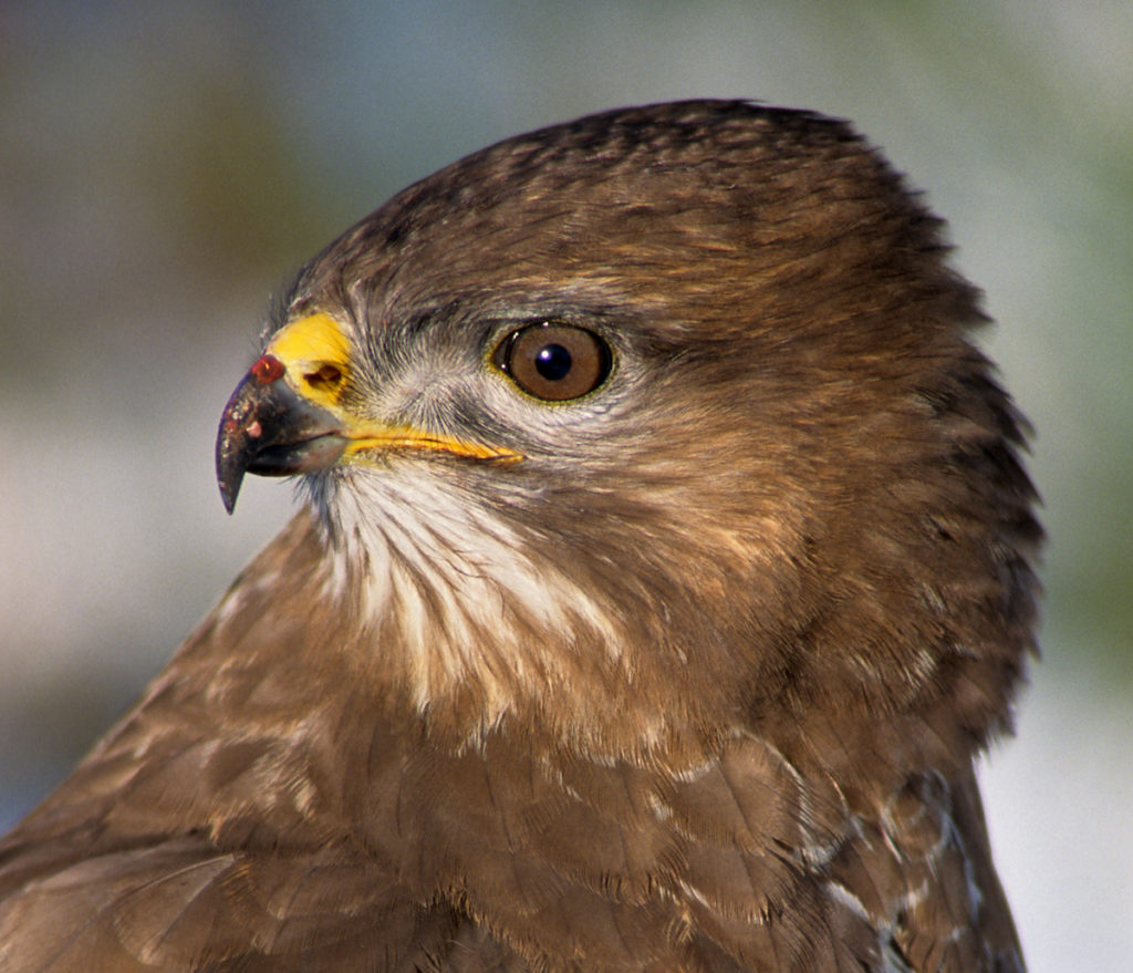 Buteo buteo; Mäusebussard; greifvögel; hochformat; leo; vögel