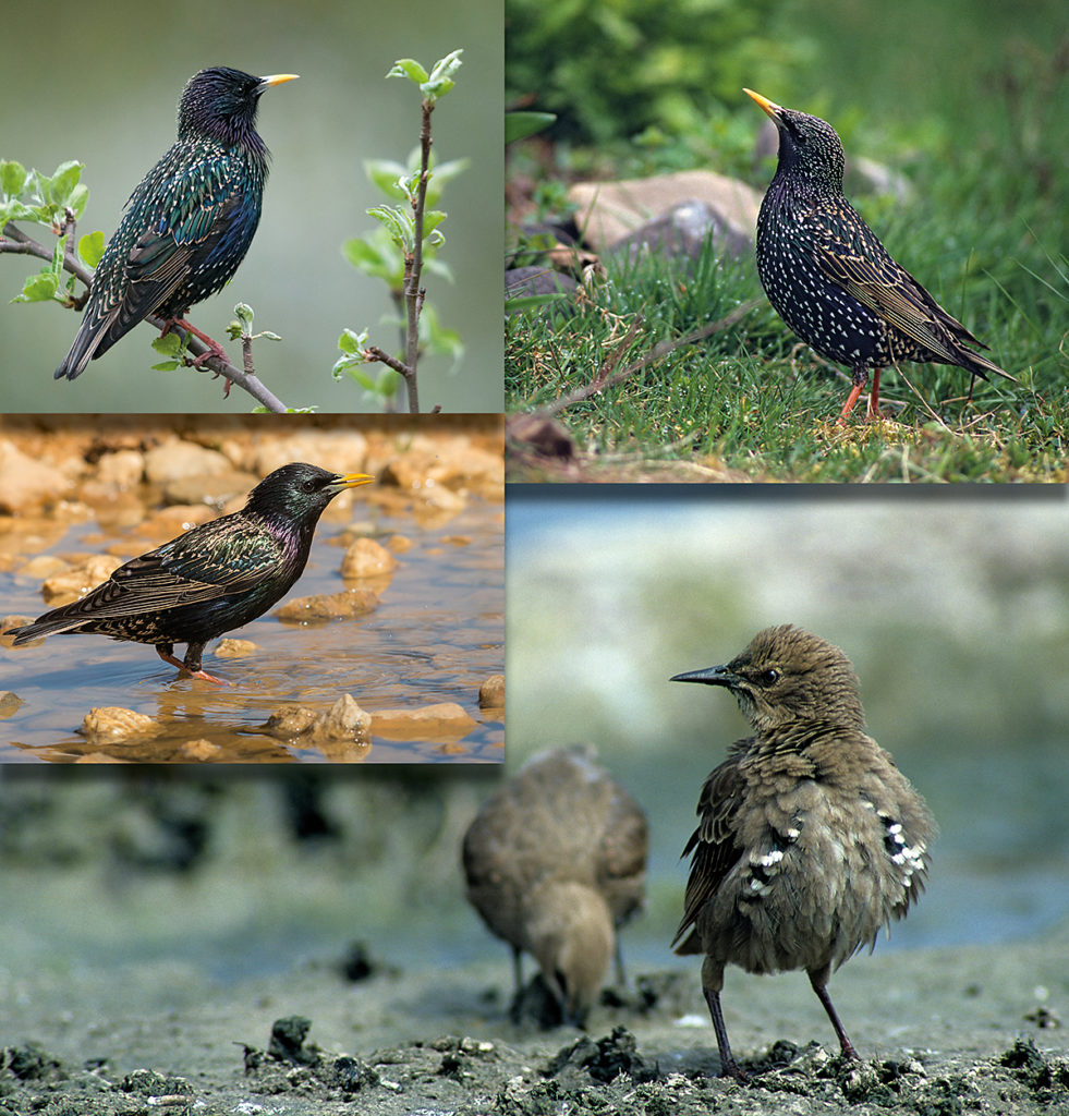 Star; Starling; Sturnus vulgaris; bad; bathe; bird bath; birds; leo; passeri; singvögel; songbirds; tränke; vogelbad; vögel; watering place