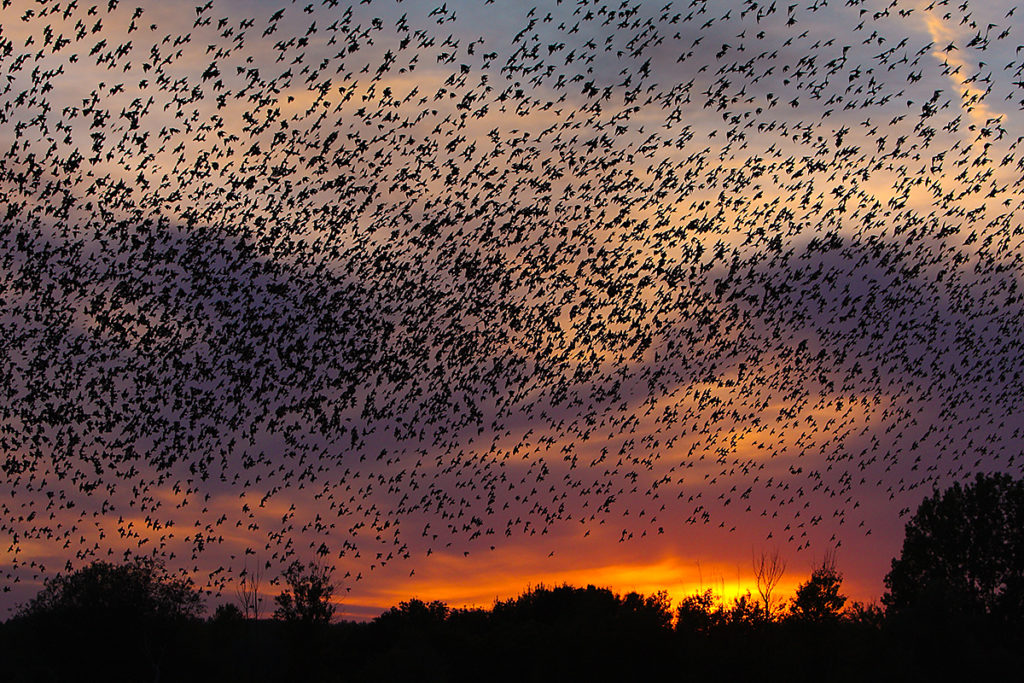 Star; Starling; Sturnus vulgaris; abend; autumn; birds; flight; flug; herbst; passeri; pröhl; schwarm; singvögel; songbirds; sonnenuntergang; sunset; vogelzug; vögel