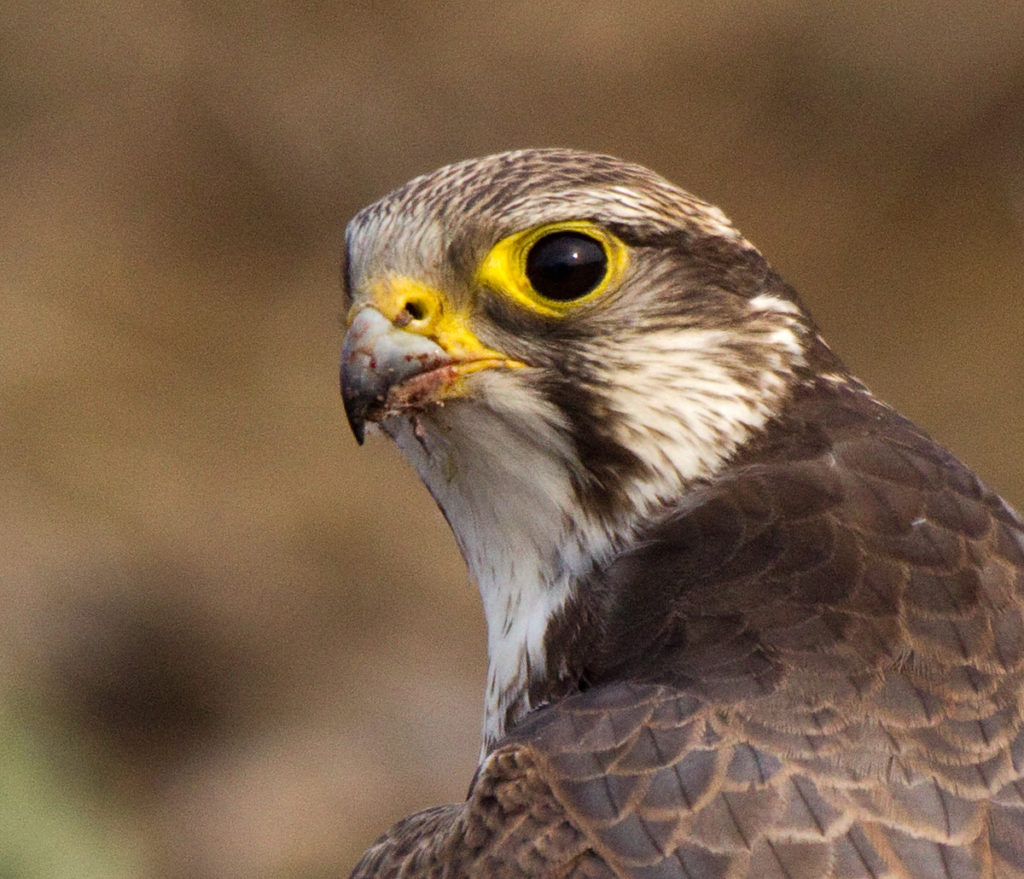 Falco cherrug; Saker Falcon; Sakerfalke; Slowakei; Würgfalke; beute; birds; capture; falconiformes; greifvögel; raptors; vögel