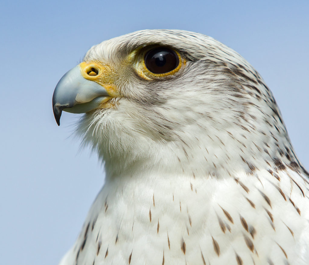 Falco rusticolus; Gerfalke; Gyrfalcon; Kretschet; birds; falconiformes; greifvögel; pröhl; raptors; vögel