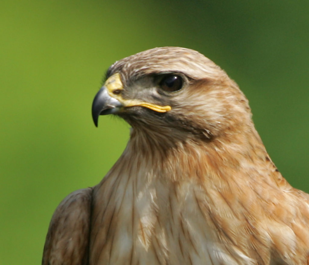 Adlerbussard; Buteo rufinus; bulgarien; greifvögel; pröhl