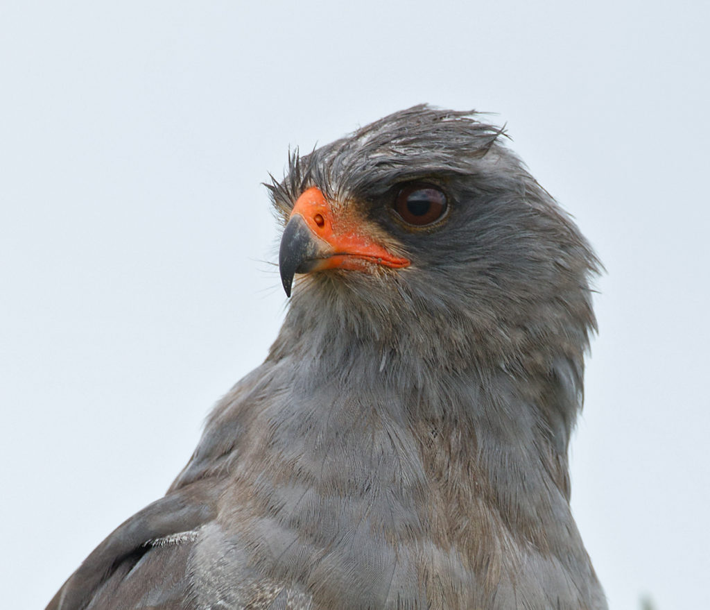 Abessinien; Aethiopien; Dark Chanting-Goshawk; Ethiopia; Graubürzel-Singhabicht; Melierax metabates; ad.; birds; falconiformes; greifvögel; pröhl; raptors; singhabicht; vögel; Äthiopien