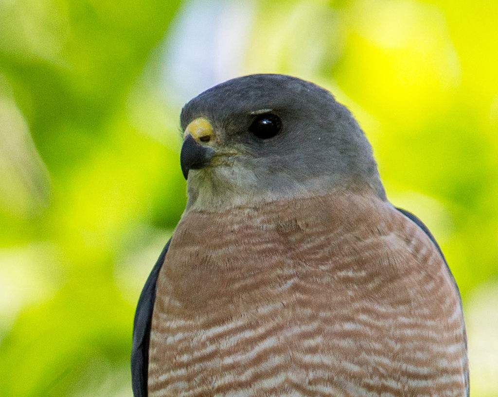 Accipiter brevipes; Armenia; Armenien; Kurzfangsperber; Levant Sparrowhawk; Short-toed Sparrowhawk; birds; falconiformes; greifvögel; male; männchen; pröhl; raptors; vögel