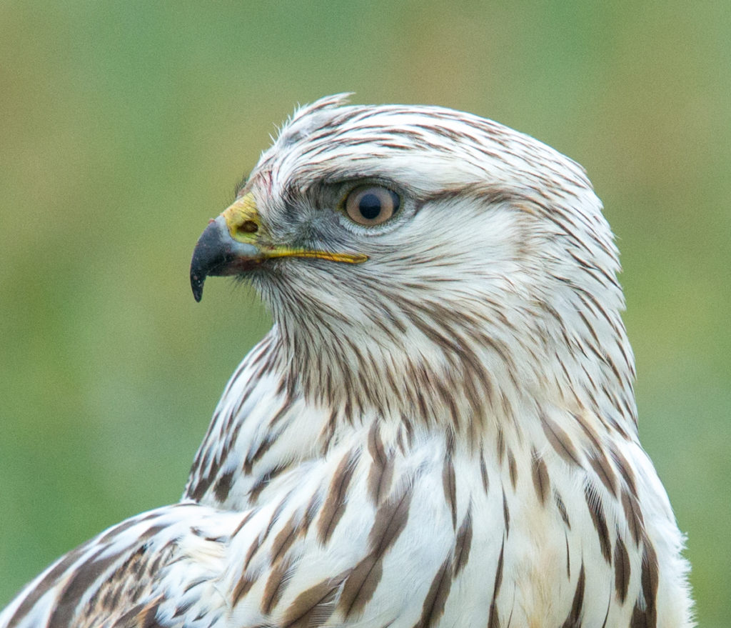 Accipitriformes; Buteo lagopus; Rauhfußbussard; Rough-legged Buzzard; birds; greifvögel; juvenil; pröhl; raptors; vögel