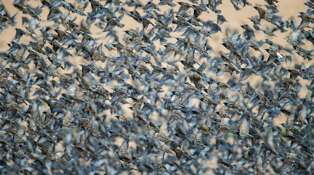 Star; Starling; Sturnus vulgaris; birds; passeri; pröhl; singvögel; songbirds; vogelschwarm; vogelzug; vögel