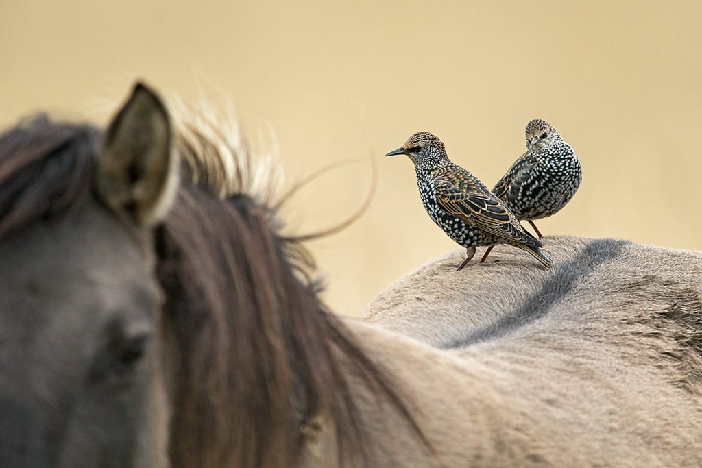 Equus caballus sspec.; Horse; Konik; Odd-toed ungulates; Perissodactyla; Star; Starling; Sturnus vulgaris; birds; domesticated animals; haustier; mammals; passeri; pferde; pony; pröhl; singvögel; songbirds; säugetiere; unpaarhufer; vögel