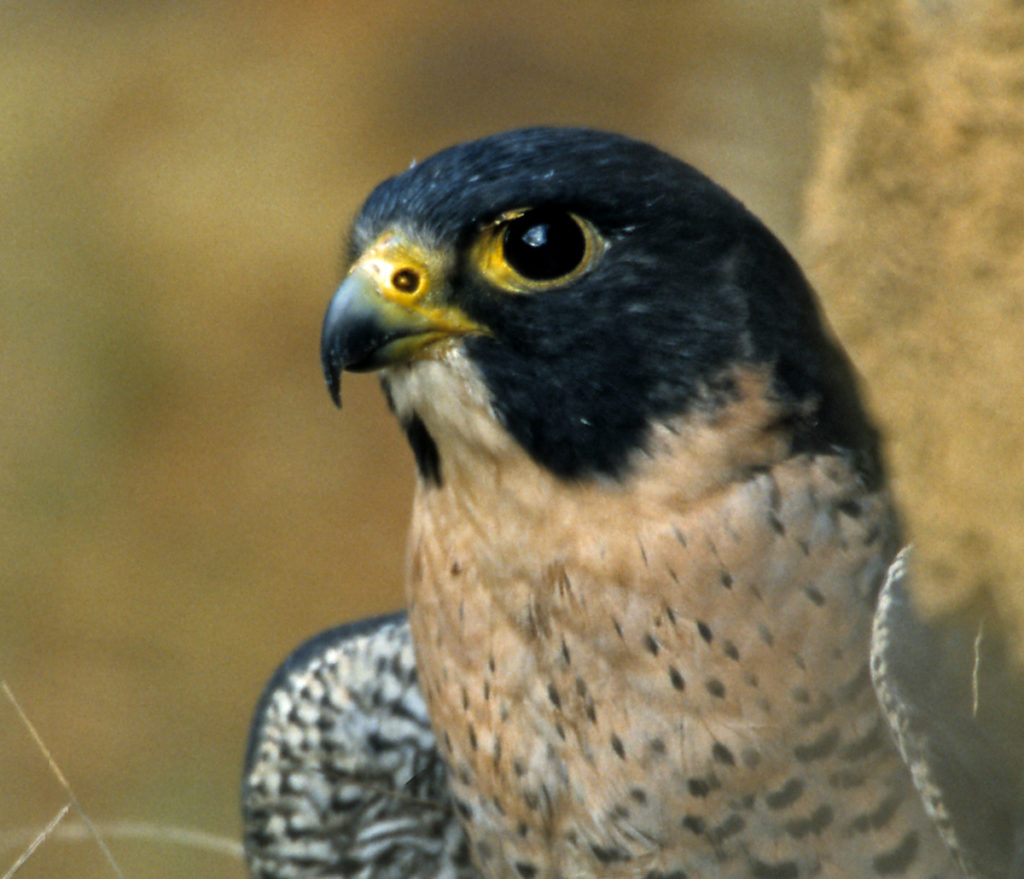 Falco peregrinus; Wanderfalke; greifvögel