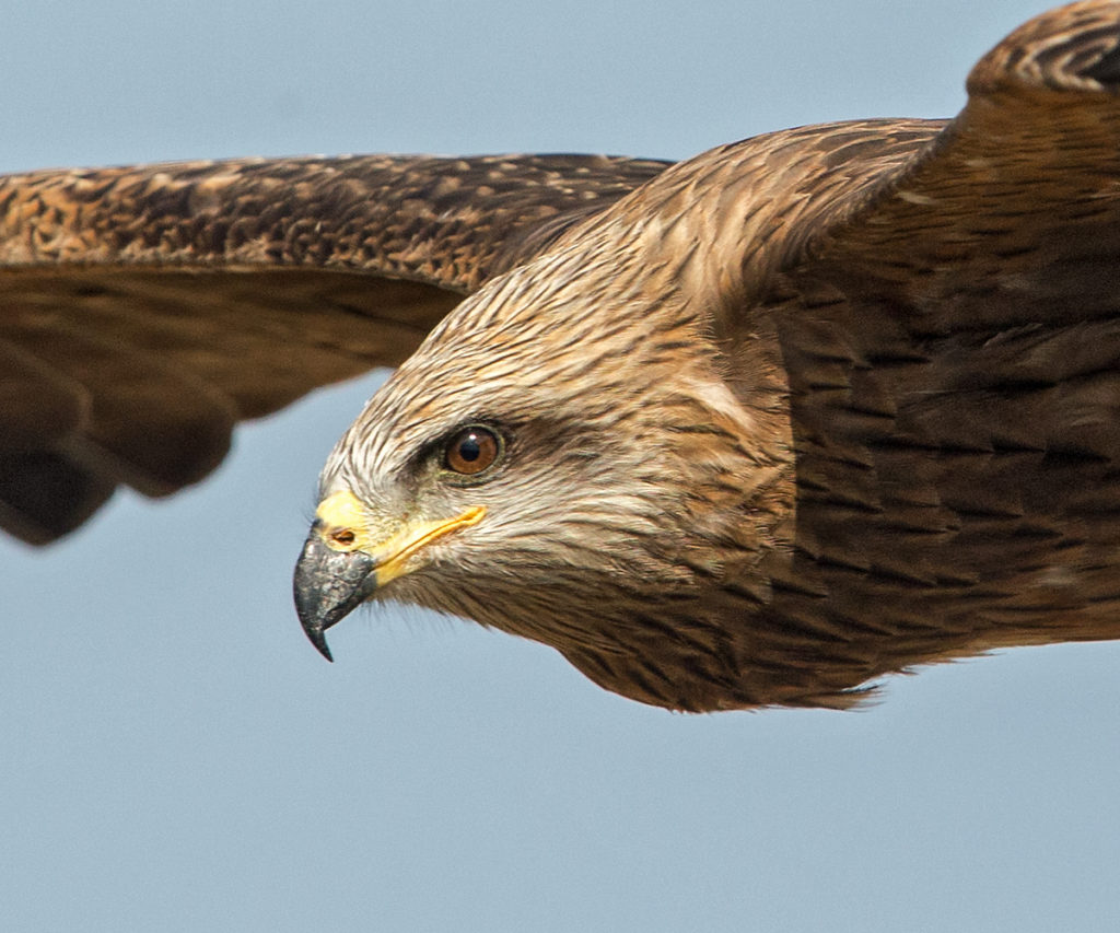 Black Kite; Milan; Milvus migrans; Schwarzer Milan; Schwarzmilan; birds; falconiformes; flight; flug; greifvögel; pröhl; raptors; vögel