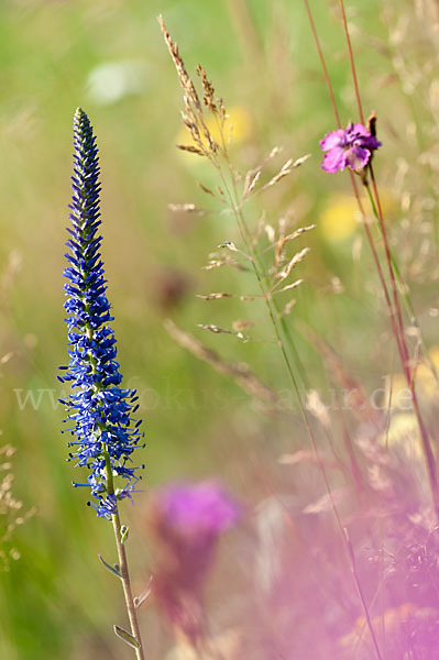 Ähriger Blauweiderich (Pseudolysimachion spicatum)