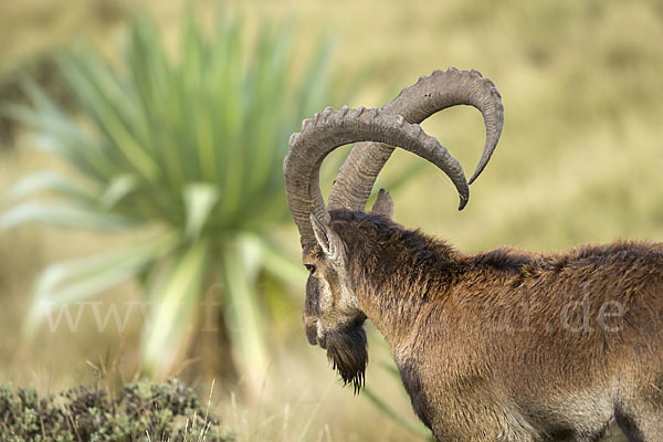 Äthiopischer Steinbock (Capra walie)