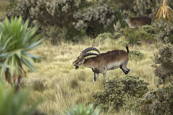 Äthiopischer Steinbock (Capra walie)