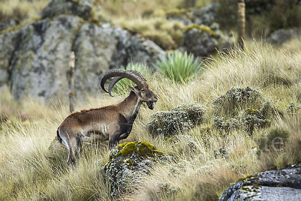 Äthiopischer Steinbock (Capra walie)