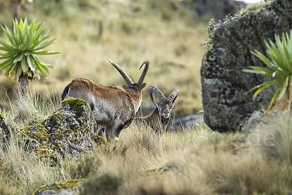 Äthiopischer Steinbock (Capra walie)