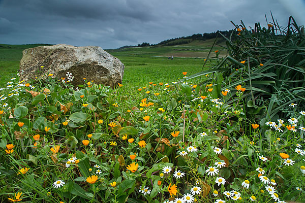 Acker-Ringelblume (Calendula arvensis)