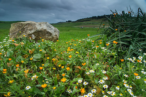 Acker-Ringelblume (Calendula arvensis)