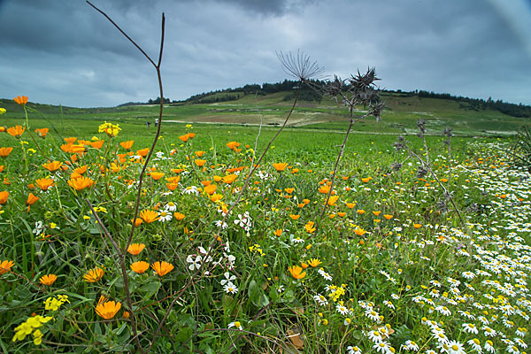 Acker-Ringelblume (Calendula arvensis)