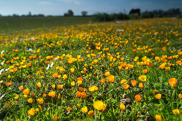 Acker-Ringelblume (Calendula arvensis)