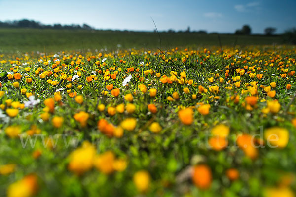 Acker-Ringelblume (Calendula arvensis)