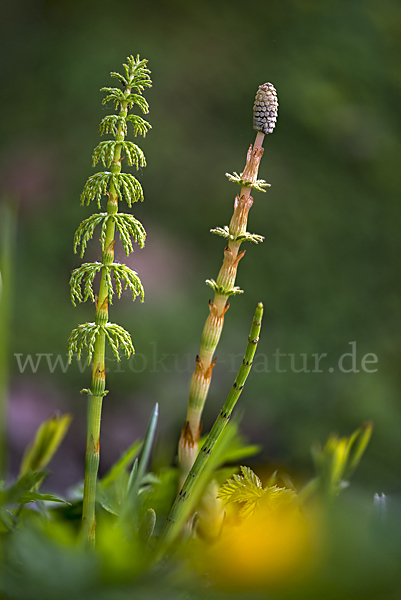 Acker-Schachtelhalm (Equisetum arvense)