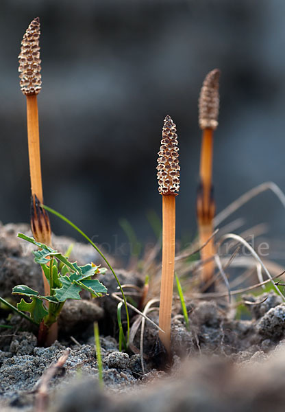 Acker-Schachtelhalm (Equisetum arvense)