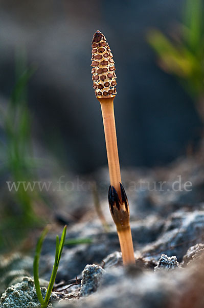 Acker-Schachtelhalm (Equisetum arvense)