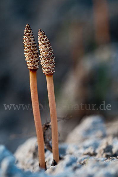 Acker-Schachtelhalm (Equisetum arvense)