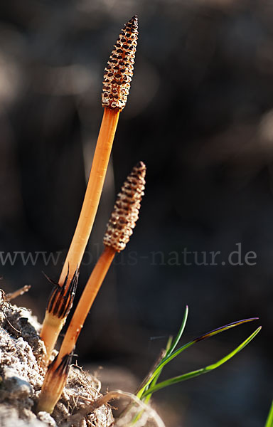 Acker-Schachtelhalm (Equisetum arvense)