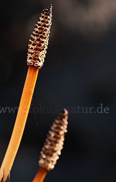 Acker-Schachtelhalm (Equisetum arvense)