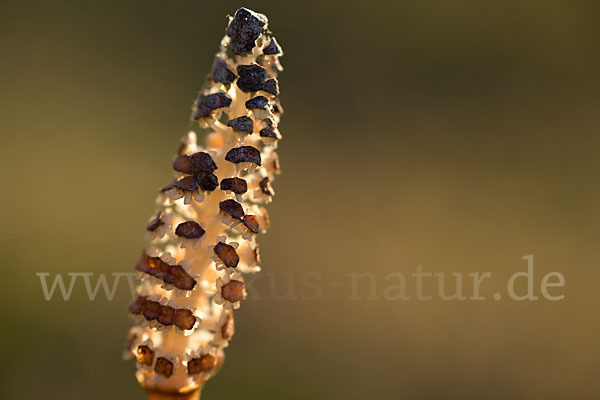 Acker-Schachtelhalm (Equisetum arvense)