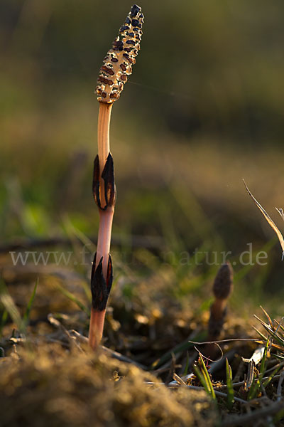 Acker-Schachtelhalm (Equisetum arvense)