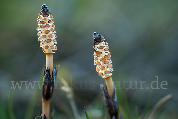 Acker-Schachtelhalm (Equisetum arvense)