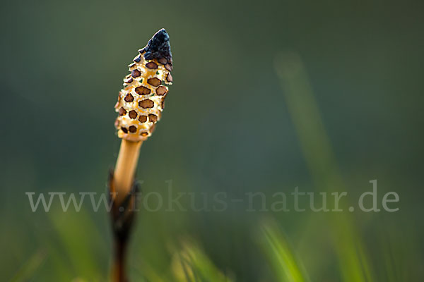 Acker-Schachtelhalm (Equisetum arvense)