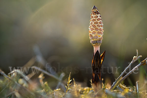 Acker-Schachtelhalm (Equisetum arvense)