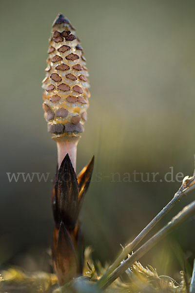 Acker-Schachtelhalm (Equisetum arvense)