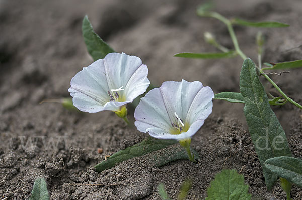 Acker-Winde (Convolvulus arvensis)