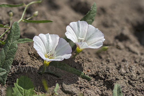 Acker-Winde (Convolvulus arvensis)