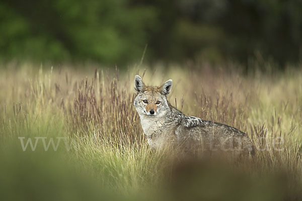 Afrikanischer Goldwolf (Canis anthus)