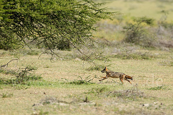 Afrikanischer Goldwolf (Canis anthus)