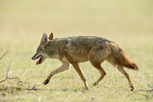 Afrikanischer Goldwolf (Canis anthus)