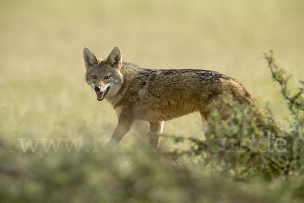 Afrikanischer Goldwolf (Canis anthus)