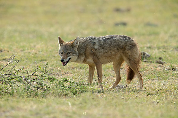 Afrikanischer Goldwolf (Canis anthus)