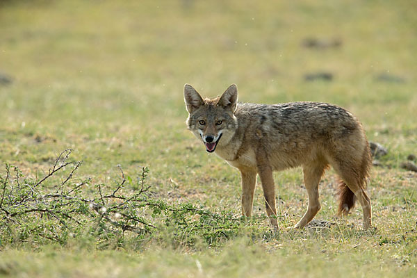 Afrikanischer Goldwolf (Canis anthus)