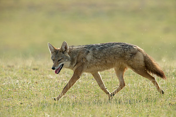 Afrikanischer Goldwolf (Canis anthus)