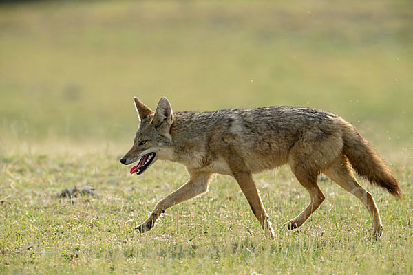 Afrikanischer Goldwolf (Canis anthus)