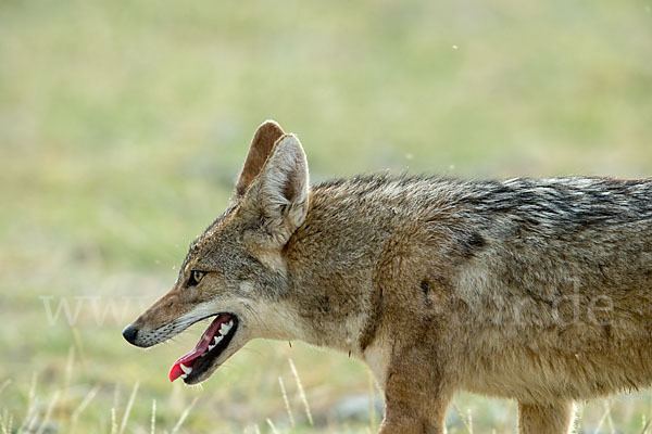 Afrikanischer Goldwolf (Canis anthus)