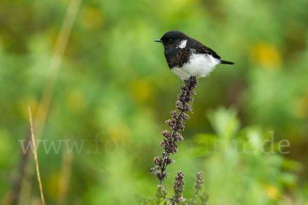 Afrikanisches Schwarzkehlchen (Saxicola torquata albofasciatus)