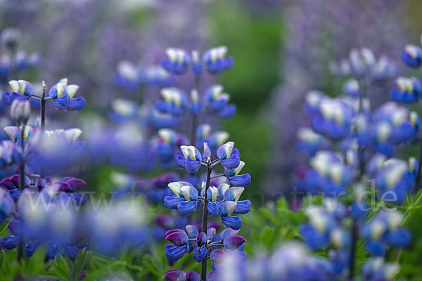 Alaska-Lupine (Lupinus nootkatensis)