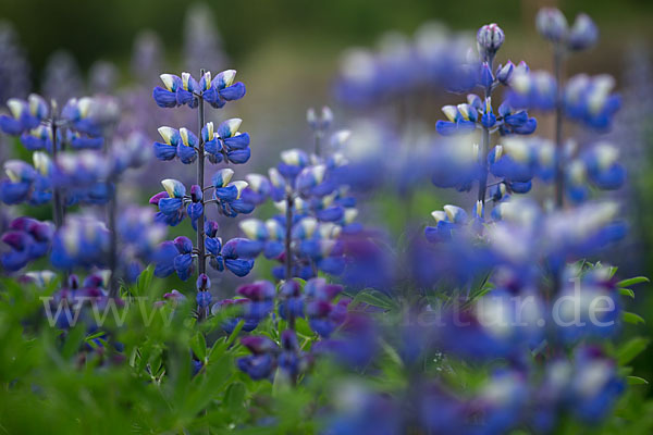 Alaska-Lupine (Lupinus nootkatensis)